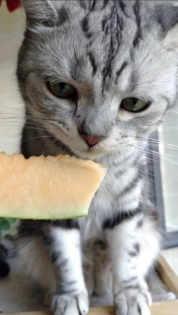 娱乐吃瓜猫,揭秘娱乐圈那些不为人知的幕后故事