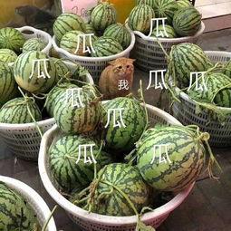 无拘无束的娱乐吃瓜