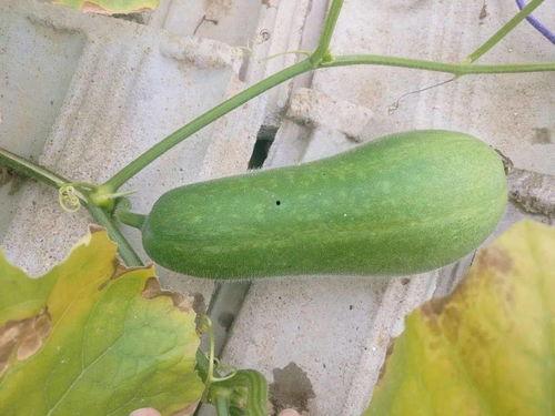 我去吃瓜,跟随“吃瓜群众”探寻明星幕后故事